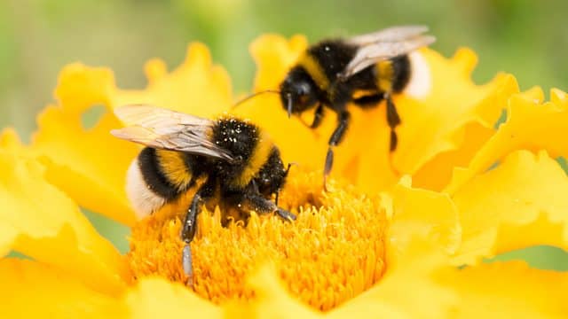 Is there a future without bees?